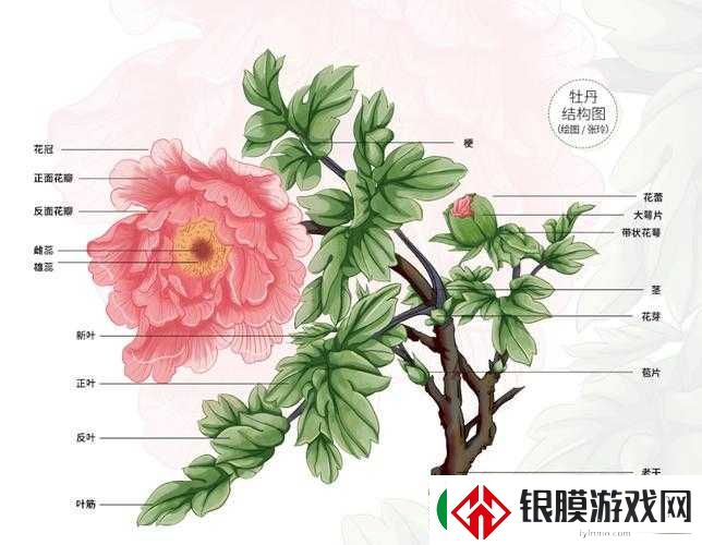 国色天香还是天香国色之究竟谁更能体现其独特魅力与价值